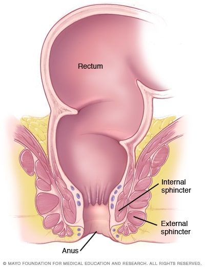 Ilustración de los músculos del esfínter anal
