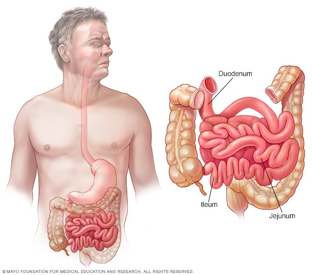 小肠——包括十二指肠、空肠和回肠