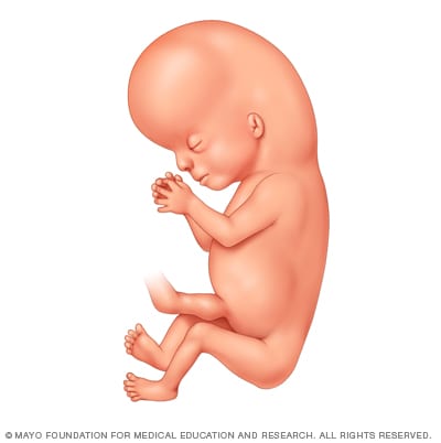 Embrión 10 semanas después de la concepción 