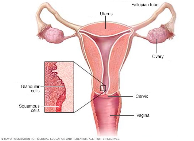 Cuello del útero y células glandulares y escamosas