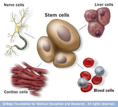 الخلايا الجذعية بوصفها الخلايا الرئيسية في الجسم 