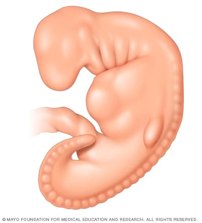 受孕 4 周后的胚胎 