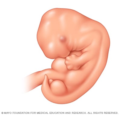 Embrión cinco semanas después de la concepción 