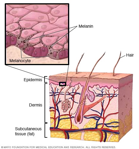 The layers of your skin