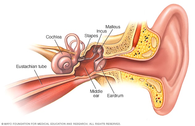 El interior del oído