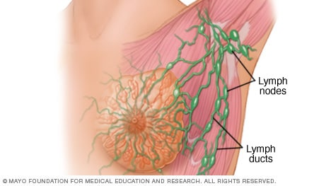 Lymph nodes and lymph ducts in the breast