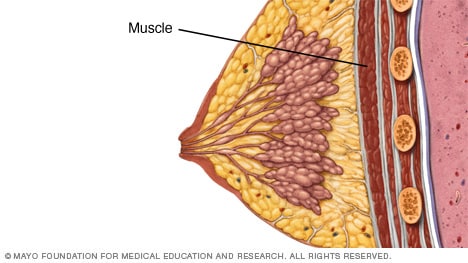 Muscle underneath the breast