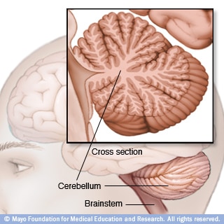 Illustration of cerebellum and brainstem