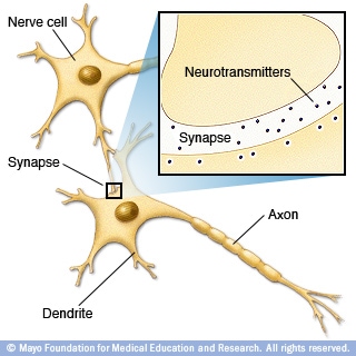 Illustration of how nerves communicate