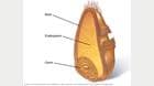 显示麸皮、胚乳和胚芽的全谷类横截面图