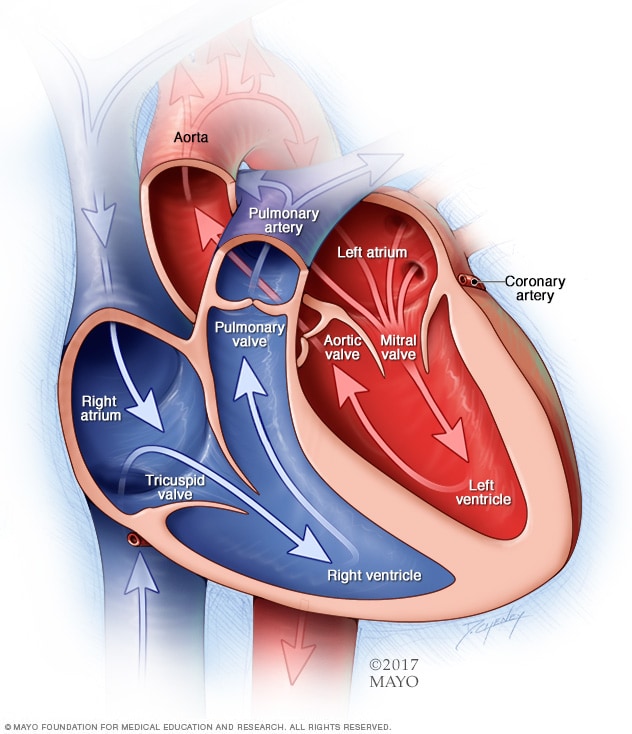 Chambers and valves of the heart.