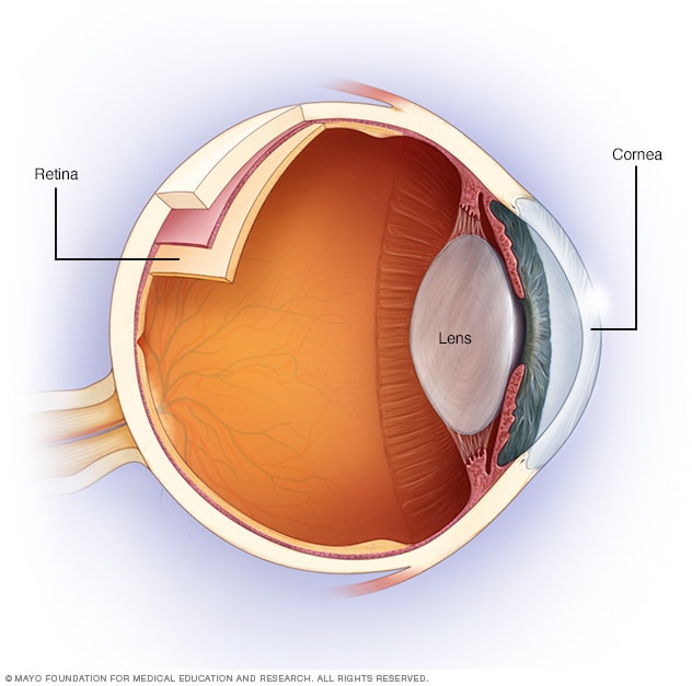 Anatomía simplificada del ojo