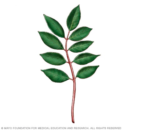 Illustration of poison sumac plant 
