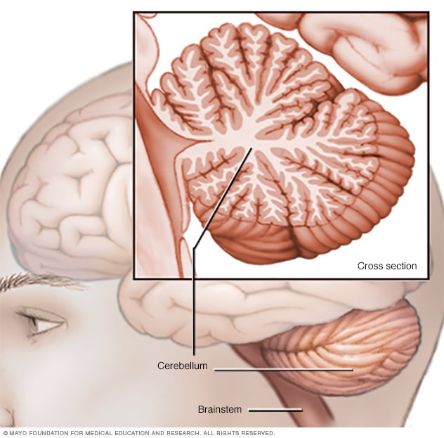 Cerebelo y tronco del encéfalo