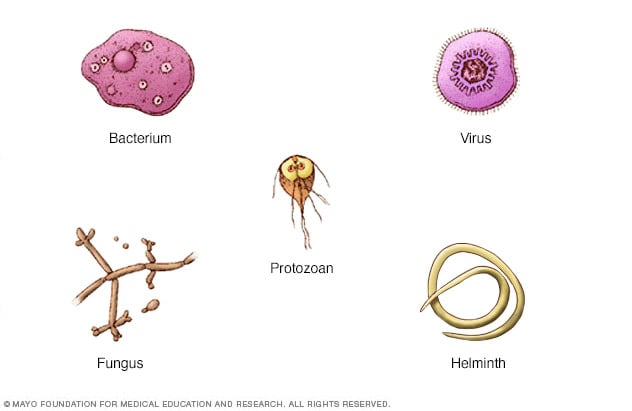 Germs: Understand and protect against bacteria, viruses ... fungi like protists diagram 