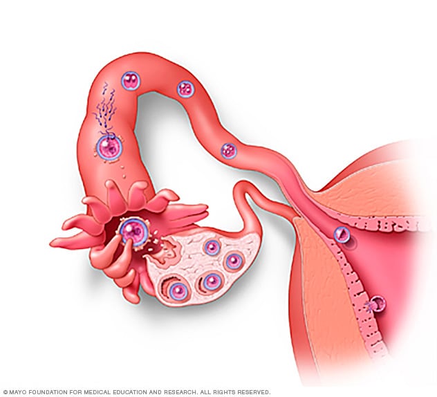 Proceso de fecundación del óvulo por el espermatozoide e implantación en el útero