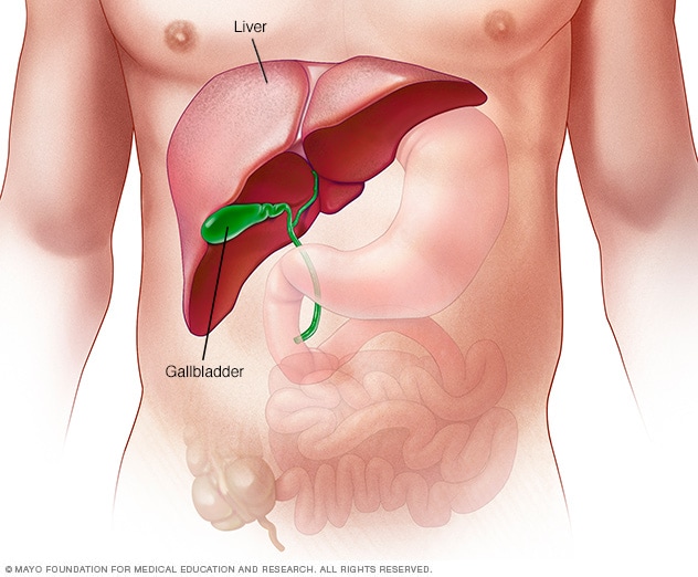 肝脏，位于胃上方