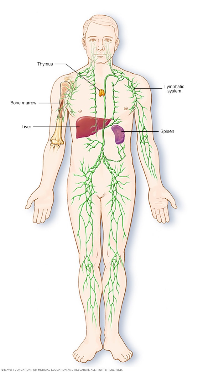 Partes del sistema inmunitario