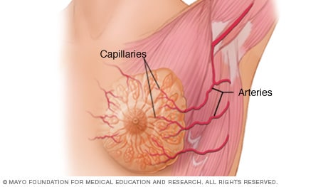 Arteries and capillaries in the breast