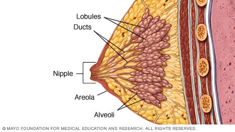 Lóbulos, conductos y otras estructuras mamarias