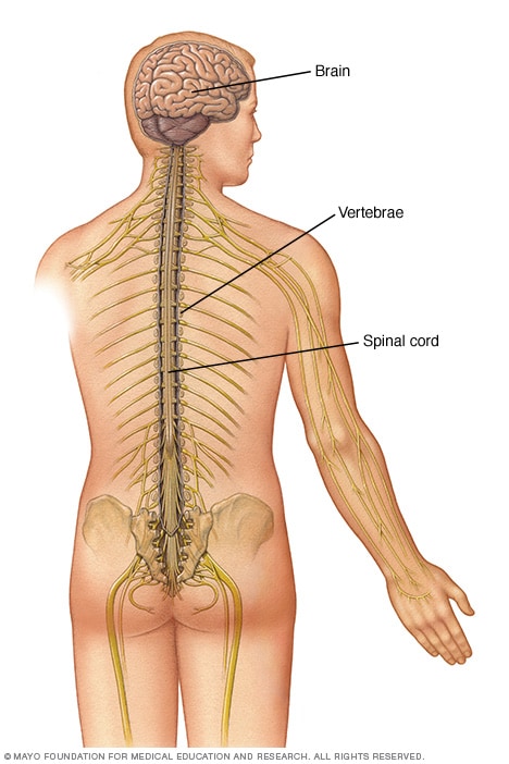 从颅底延伸至下背部的脊髓