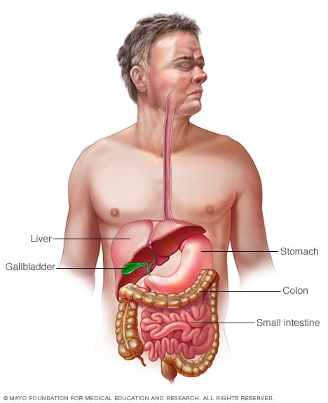 Digestive system in human body