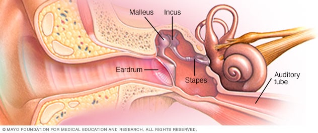 Partes del oído medio