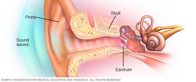 Parts of the outer ear