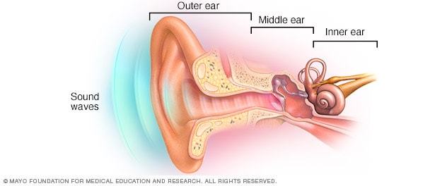 Outer ear, middle ear and inner ear