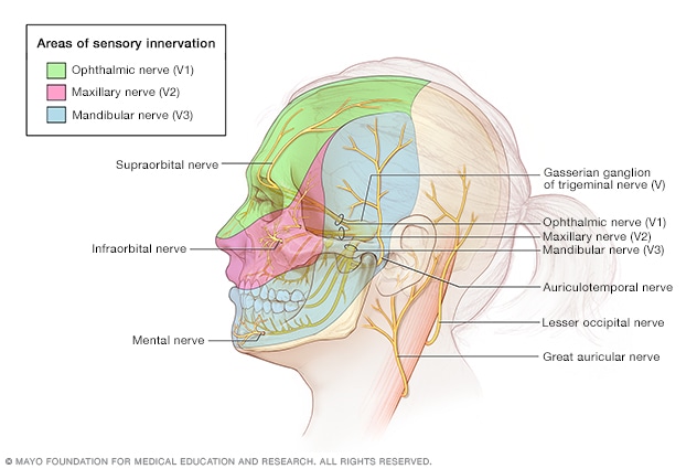 显示颅骨和面部解剖结构的图示